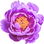 Purple peony
