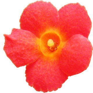 Rondeletia