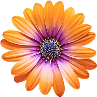 afrikanisches Gänseblümchen