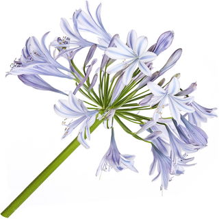African lily