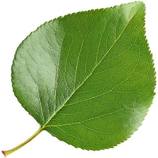 Aprikosenblatt