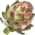 Artichoke