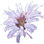 Wild bergamot