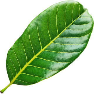 Cashew leaf