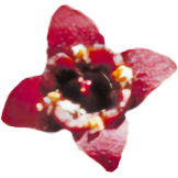 Sandelholzblüte