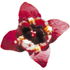 Sandelholzblüte