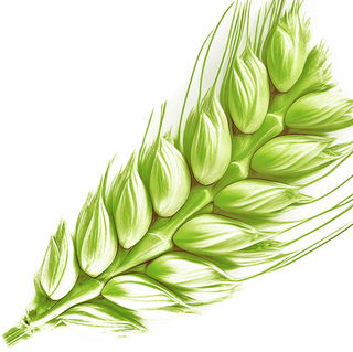 Green wheat