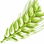 Green wheat
