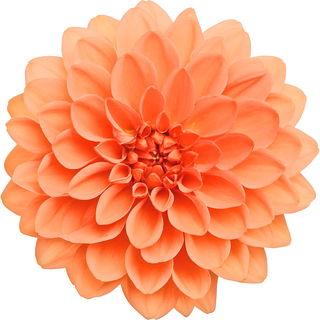 Dahlia