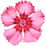 Dianthus plumarius