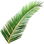 Dattelpalme