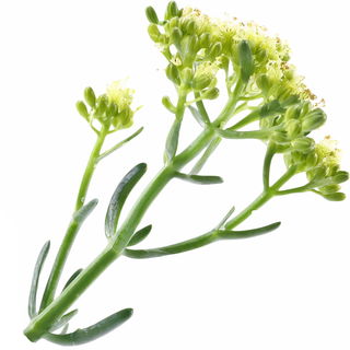 Meerfenchel