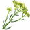 Meerfenchel