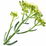 Meerfenchel