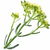 Meerfenchel