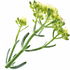 Meerfenchel