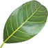 Banyan fig leaf