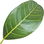 Banyan fig