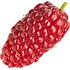 Loganberry