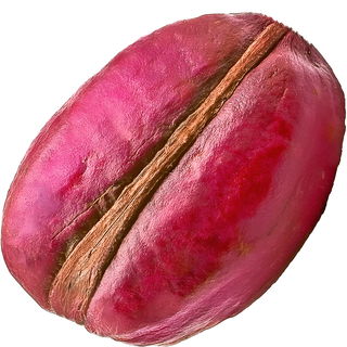Kola nut