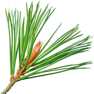 Conifer needle