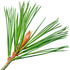 Conifer needle