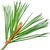 Conifer needle