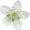 Boysenberry blossom