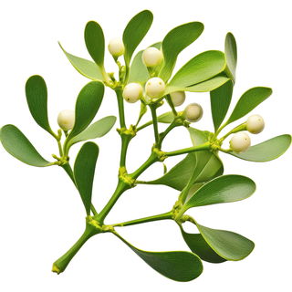 Mistel