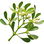 Mistletoe
