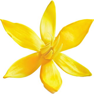 Ylang-ylang absolute