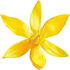 Ylang-ylang absolute