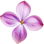pinker Flieder