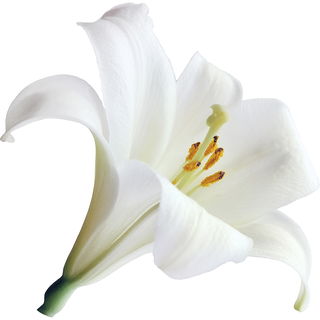 Easter lily