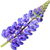 Lupine