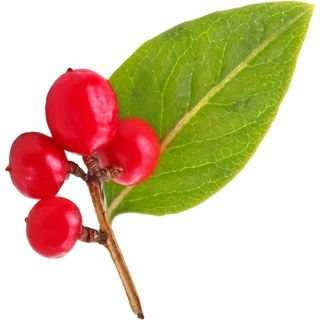 Schisandra