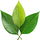 Green leaves