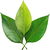 Green leaves