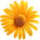 Arnica
