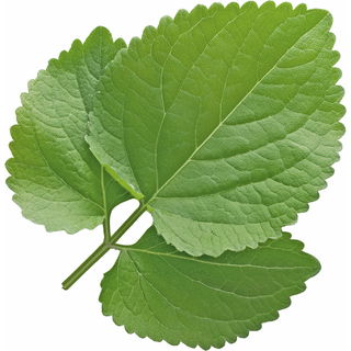 Java patchouli
