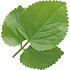 Java patchouli