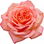 Kyoto-Rose