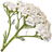 Yarrow