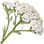 Yarrow
