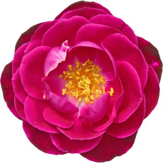 Violetta rose