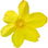 Winter-Jasmin