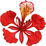 Royal poinciana
