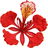 Royal poinciana