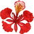 Australian flame tree
