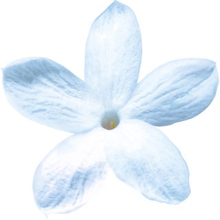 blauer Jasmin